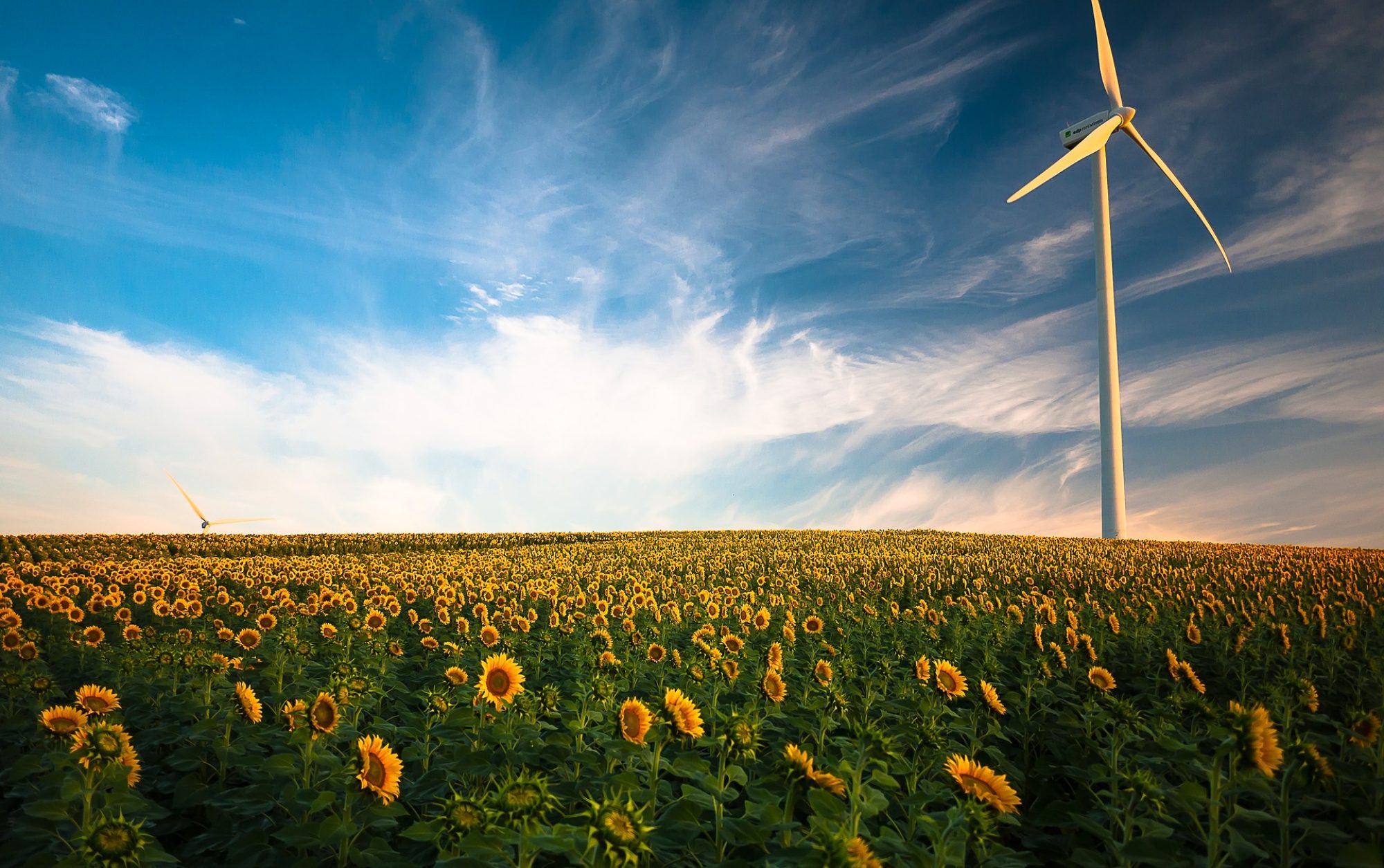 Wind turbine in a field of sunflowers